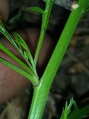Lepidium pseudotasmanicum