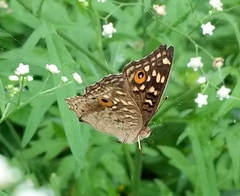 Junonia lemonias