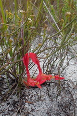 Babiana ringens australis