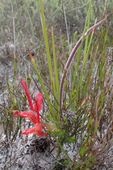 Babiana ringens australis