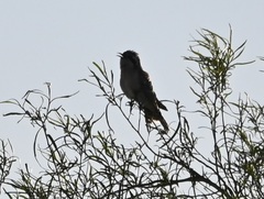 Chrysococcyx osculans