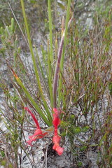 Babiana ringens australis