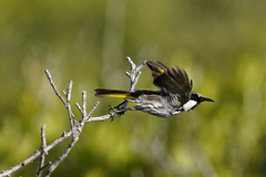 Phylidonyris niger niger