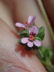 Pelargonium inodorum