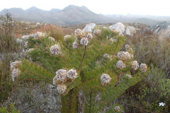 Serruria glomerata × villosa