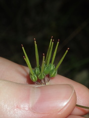 Pelargonium inodorum