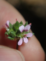 Pelargonium inodorum