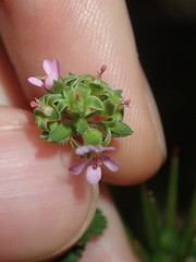 Pelargonium inodorum