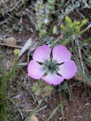 Drosera pauciflora