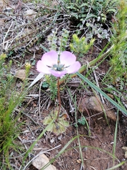 Drosera pauciflora