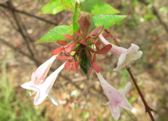 Zabelia mosanensis