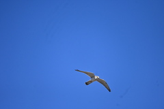 Falco cenchroides cenchroides