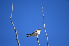 Falco cenchroides cenchroides