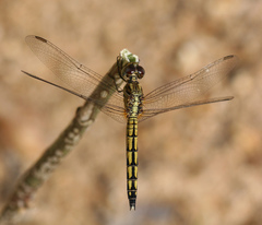 Indothemis limbata