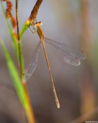 Lestes concinnus