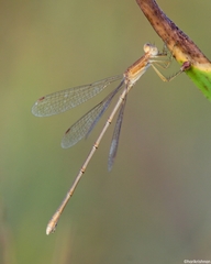 Lestes concinnus