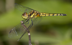 Indothemis limbata