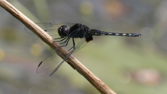 Indothemis limbata