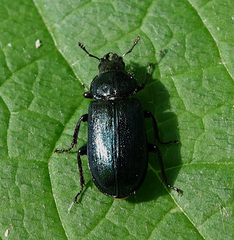 Platycerus