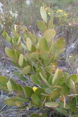 Maytenus oleoides