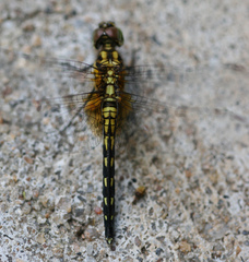 Indothemis limbata
