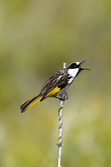Phylidonyris niger niger