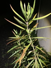 Gomphocarpus fruticosus