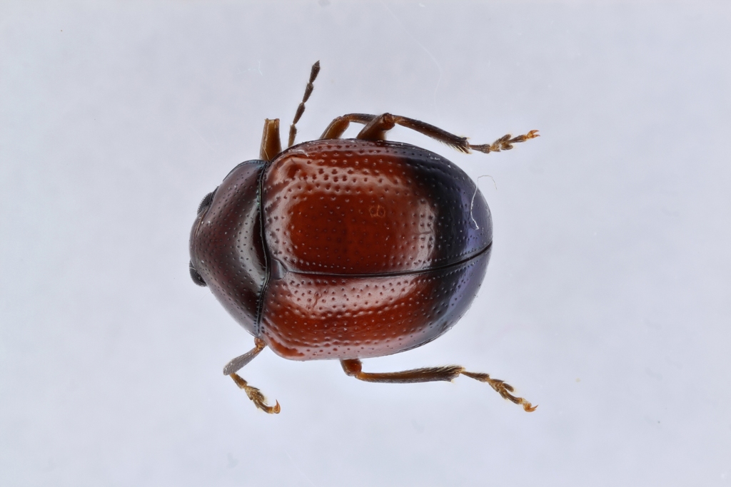 Antitypona