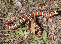 Lampropeltis zonata