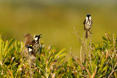 Phylidonyris niger niger