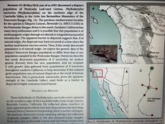 Phyllodactylus nocticolus