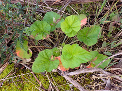 Pelargonium australe