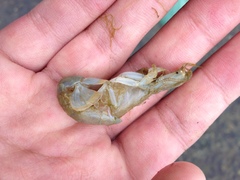 Upogebia pugettensis