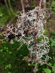 Pseudevernia cladonia