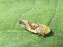 Hishimonus hamatus