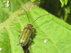 Apophylia beeneni