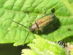 Apophylia beeneni