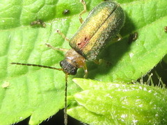 Apophylia beeneni