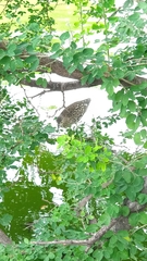 Nycticorax nycticorax