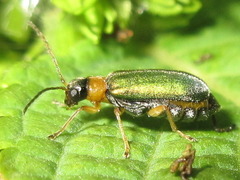 Apophylia beeneni