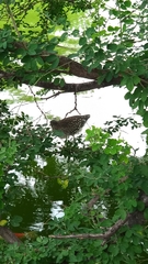 Nycticorax nycticorax