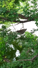 Nycticorax nycticorax