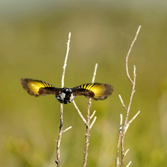 Phylidonyris niger niger