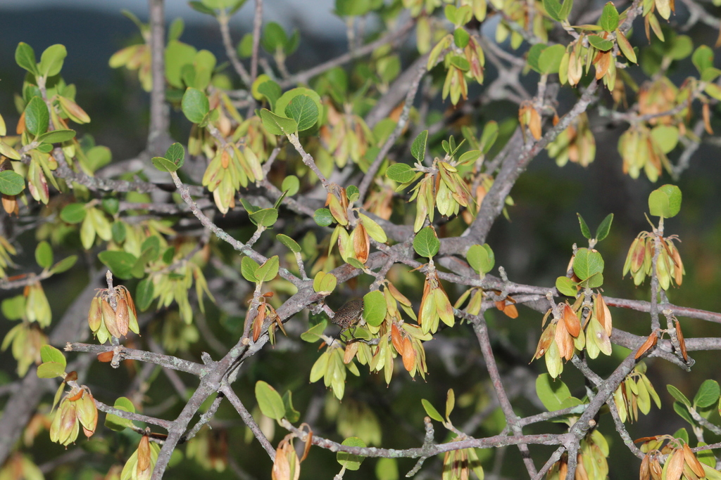 Fraxinus potosina