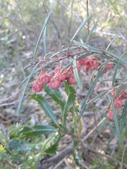 Lasiopetalum rufum