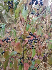 Cornus sanguinea