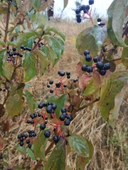 Cornus sanguinea