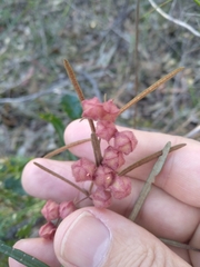 Lasiopetalum rufum