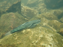 Sicyopterus longifilis