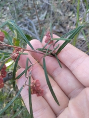 Lasiopetalum rufum